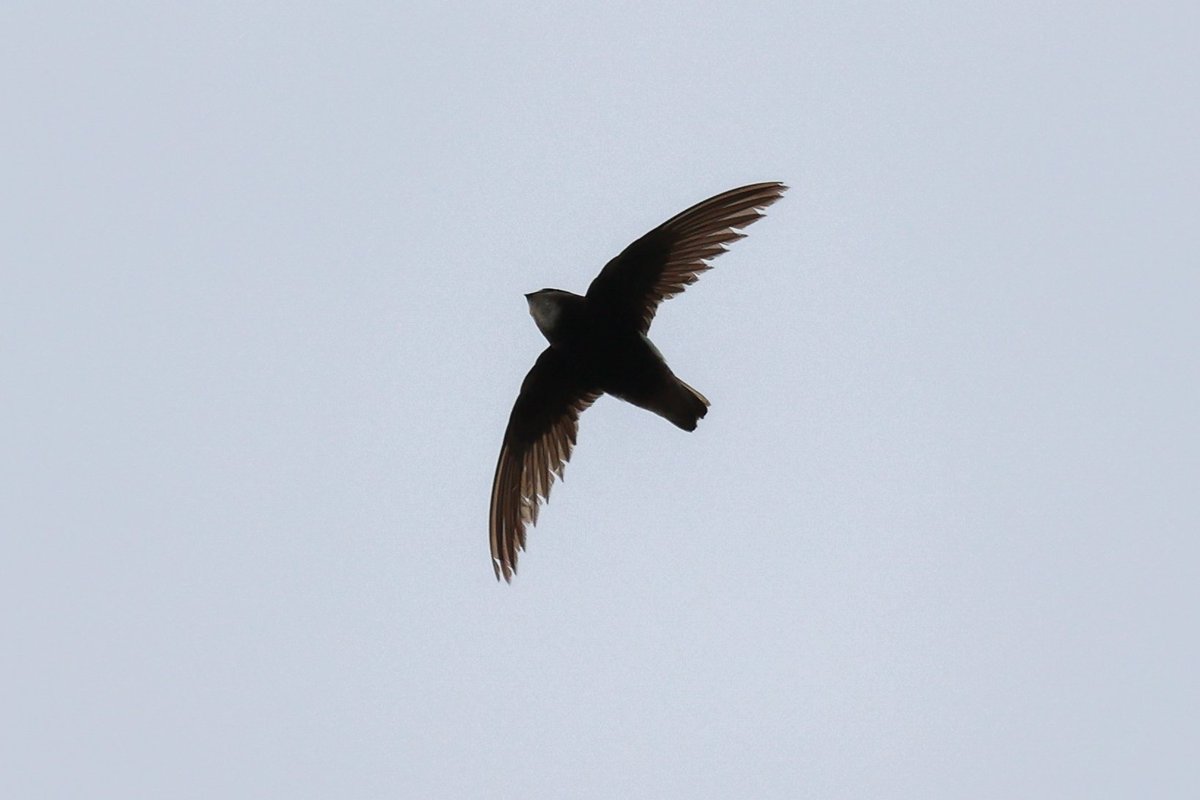 Jamie Sample (@jamiesample99) on Twitter photo Nice surprise to find a Little Swift at Akrotiri Marsh yesterday afternoon #Cyprusbirds <a href="/birdsaroundcy/">BirdsAroundCyprus</a> Nice surprise to find a Little Swift at Akrotiri Marsh yesterday afternoon #Cyprusbirds <a href="/birdsaroundcy/">BirdsAroundCyprus</a>
