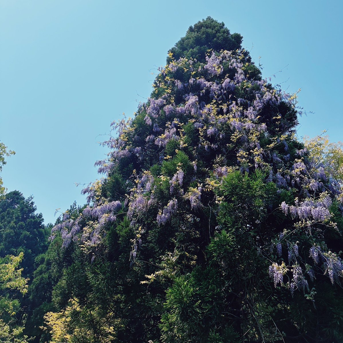 nimbus__2022's tweet image. #イマソラ
