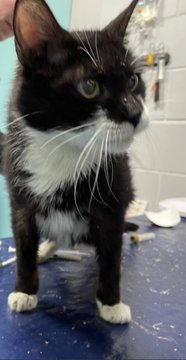 Calling each oldie-loving Twitter pal
we must save grandma "Tola" without fail
so she'll be a Happy Tail!
Adopt if in #NewYork or that way
&amp; pledge for rescue if you may!
She may die on 05/01 so they say
&amp; let her see her rescue day!
Tag <a href="/sachikoko/">Renee' Martin</a> with pledges!
LAST CALL! 🙏