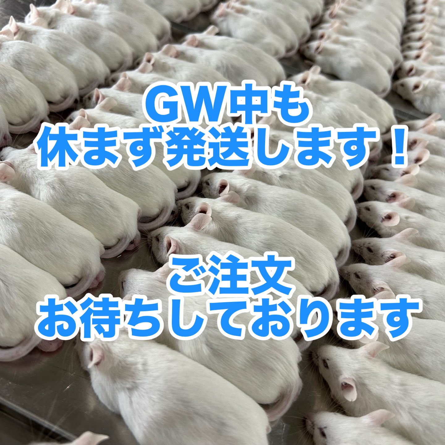 ☆トムティットトット様専用☆国産冷凍マウスリクエスト品
