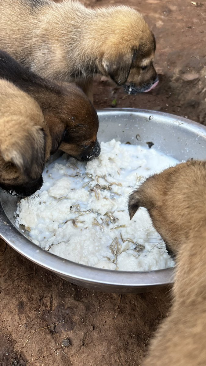 Cooking food for the pups 🐶. We basically cook using firewood 🪵. There is so much you need to know about our shelter. I will appreciate all the support I will get for my rescues from you.
I’ll be fundraising for dog food for next month soon.
Consider becoming a monthly donor ❤️