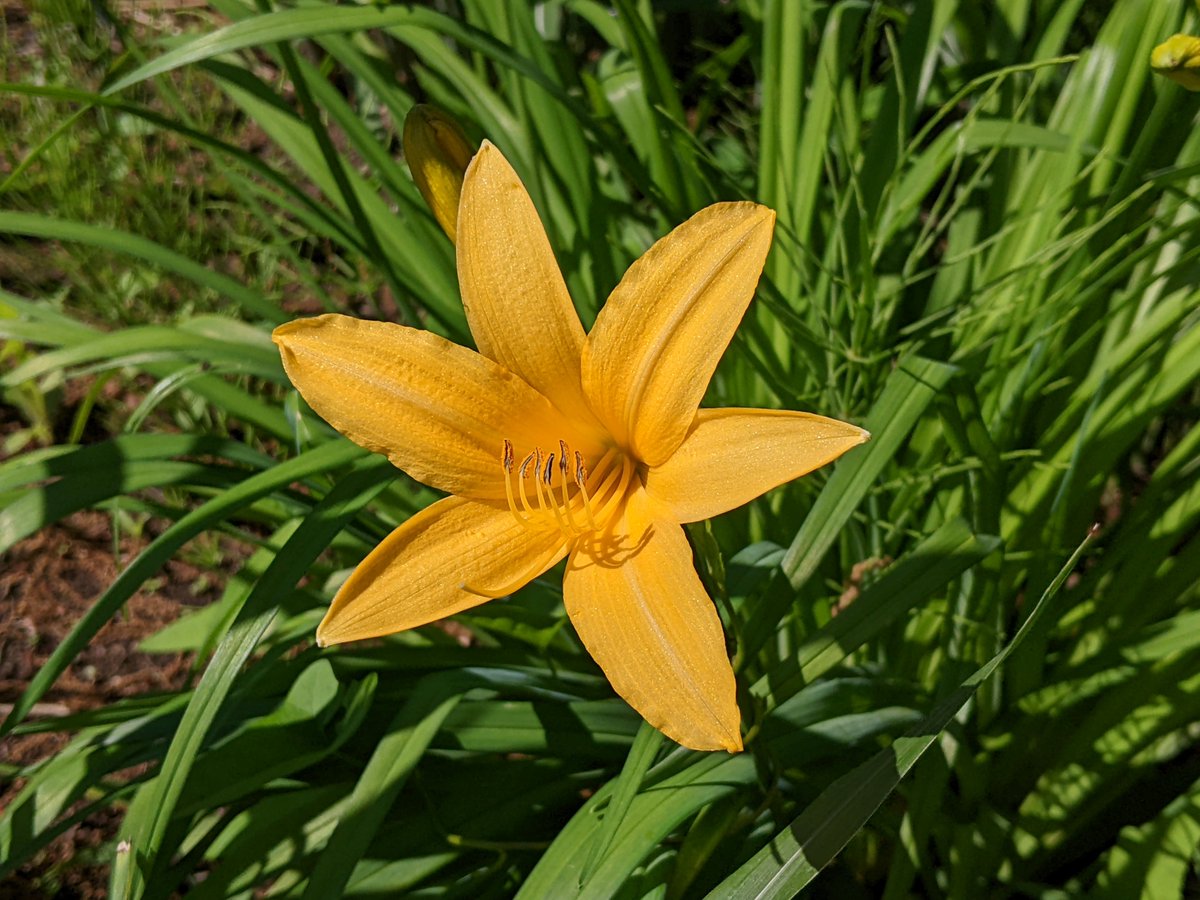 高茎草地エリアで #ムサシノキスゲ が開花中🌼 東京の浅間山にのみ自生