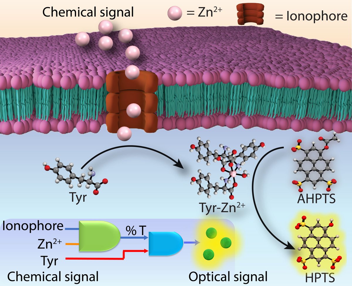 Thrilled to share that our research article on "Molecular Communication and Chemical-to-Optical Signal Transduction" now published in Angewandte Chemie onlinelibrary.wiley.com/doi/10.1002/an… Many congratulations to Soumya, BiswaMohan and Mrinal and special thanks to Prof Winterhalter