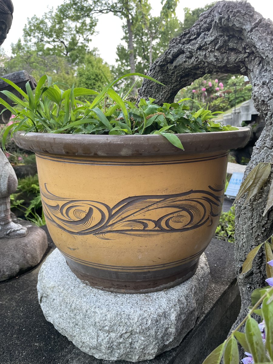 西山エックス第400号 【藤の花】 これは私が可愛がっている藤の花だ