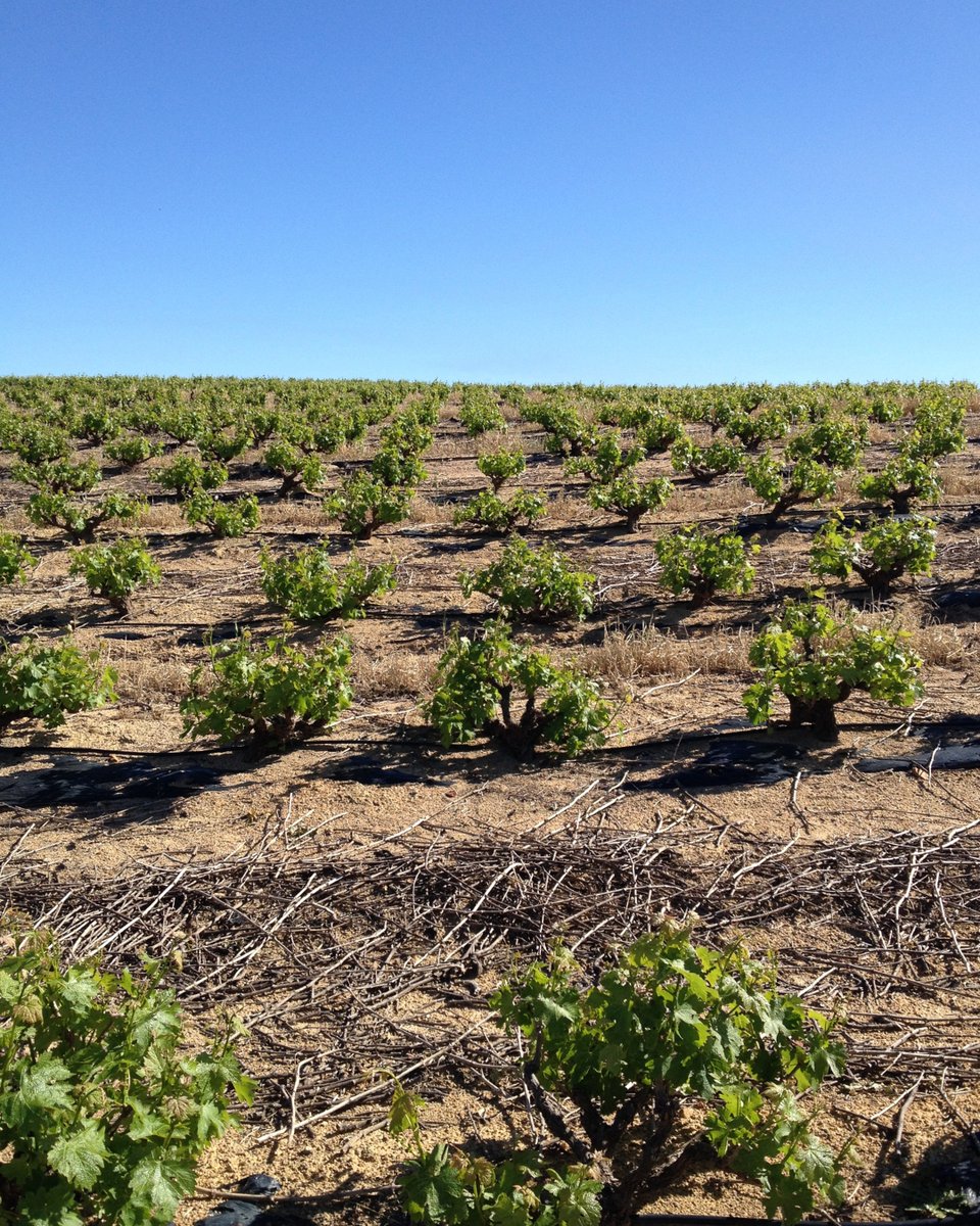 At Perdeberg, we’re committed to preserving the authentic methods of dryland farming, where our bush vines thrive. Without irrigation, these vines work hard to draw nutrients directly from the soil, producing fruit with exceptional concentration and flavour.