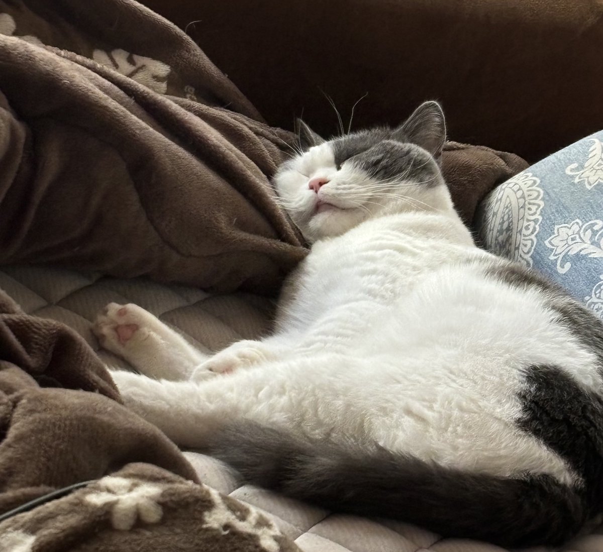 km_sno_2's tweet photo. 爆睡猫 https://t.co/rhMiHVBjYb