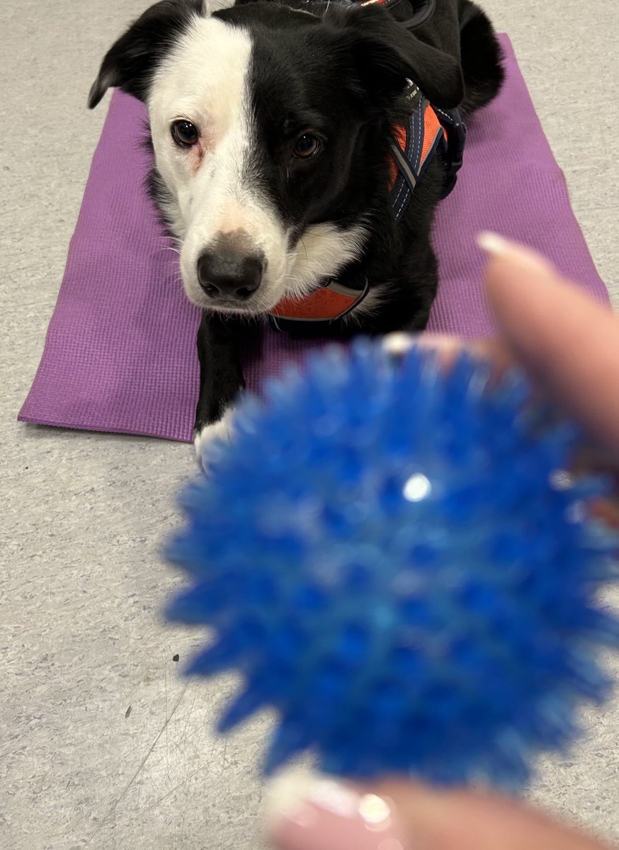 Only has eyes for a ball!