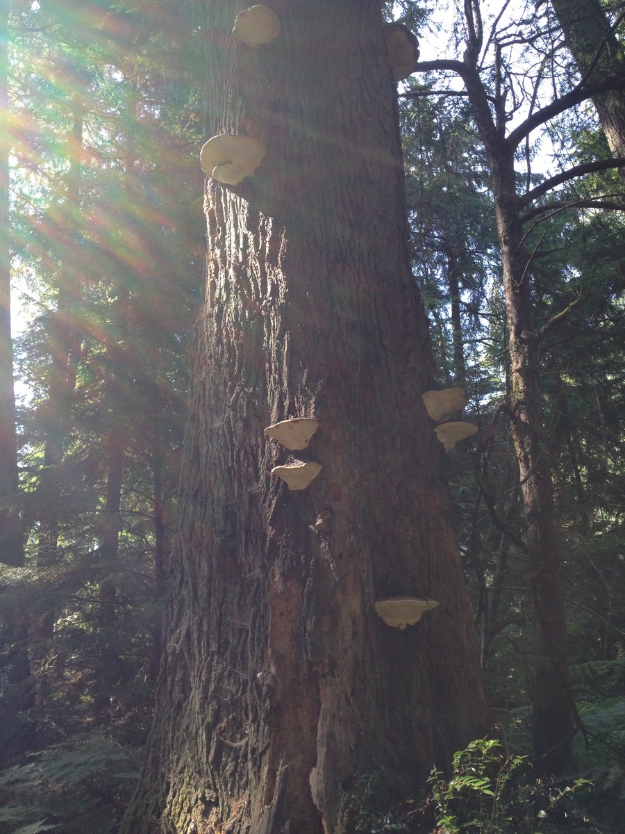 Polypore fungus on trees, northwest Washington