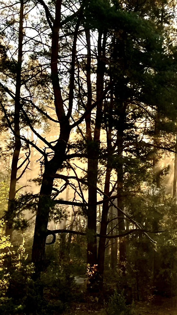 A hazy glow through the forest trees ☀️🌲🪵

Good morning! 

It’s going to be another gorgeous day!