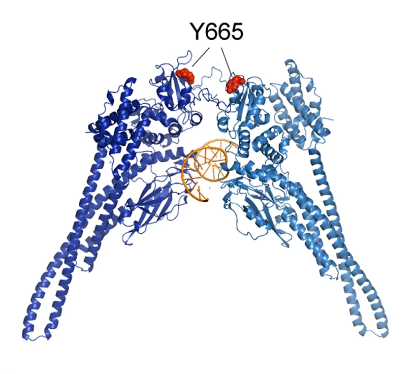 Mammary_journal's tweet image. The study from Dr. Lothar Hennighausen's team reveals different effects of human STAT5B variants on modulating mammary gland homeostasis, alveolar differentiation and lactation.
link.springer.com/article/10.100…