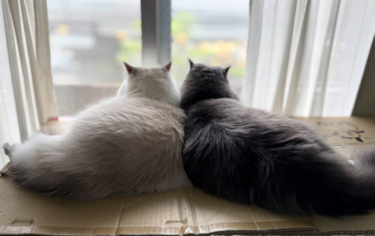 サイベリアンのクロイとおしろ tweet media