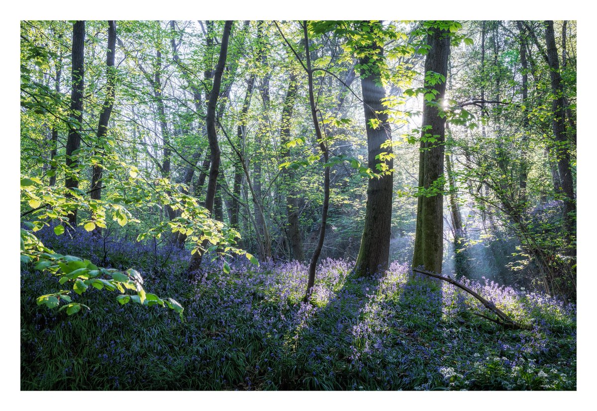 This morning, at sunrise, in a Worcestershire woodland, taking in the sight and smell of the bluebells and the wild garlic 😍