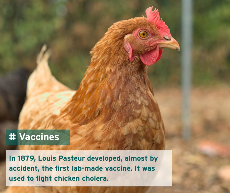 Contrary to popular belief, the first #vaccine developed by Louis #Pasteur wasn’t against #rabies. It was a #veterinary vaccine that targeted a #chicken diarrhoeal #disease 

#WorldImmunizationWeek #AnimalResearch #AnimalTesting