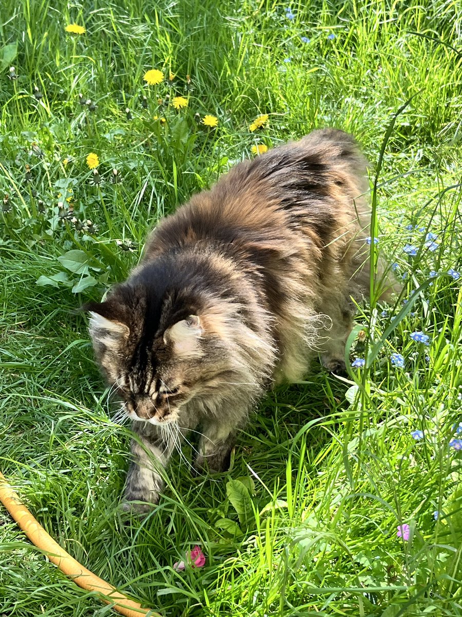 Le Gremlin (@mogwai92) on Twitter photo 