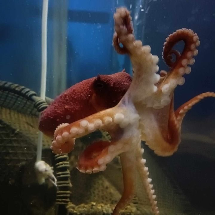 Anglesey Sea Zoo ๐๐๐ฆ๐๐ฆ๐ (@angleseyseazoo) on Twitter photo ๐With eight limbs, multitasking isnโt a problem for an octopus but even the octopus says we need more humans in the Rockpool Cafรฉ! Squishy is after a loyal and serene human being that can look after your catering needs as the catering assistant.
Email post@angleseyseazoo.co.uk.. ๐With eight limbs, multitasking isnโt a problem for an octopus but even the octopus says we need more humans in the Rockpool Cafรฉ! Squishy is after a loyal and serene human being that can look after your catering needs as the catering assistant.
Email post@angleseyseazoo.co.uk..