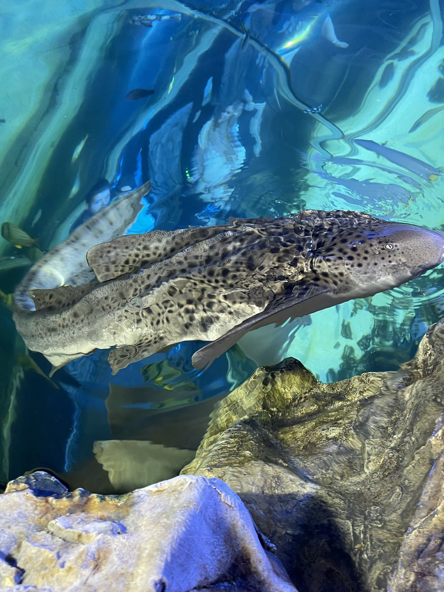 True or false about zebra sharks 🐠🤩

- Female zebra sharks can lay up to 40 eggs and can reproduce without the presence of a male.

What do we think?

#zooquarium #sealifeadventure #trueorfalse #aquarium