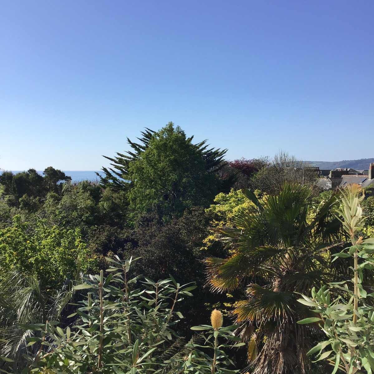 morrablibrary's tweet image. It's another beautiful day here! The sea is sparkling in the distance over the tree tops of @morrabgardens.

#libraryviews #independentlibraries #loveyourlibrary #seaviews #librarywithaview