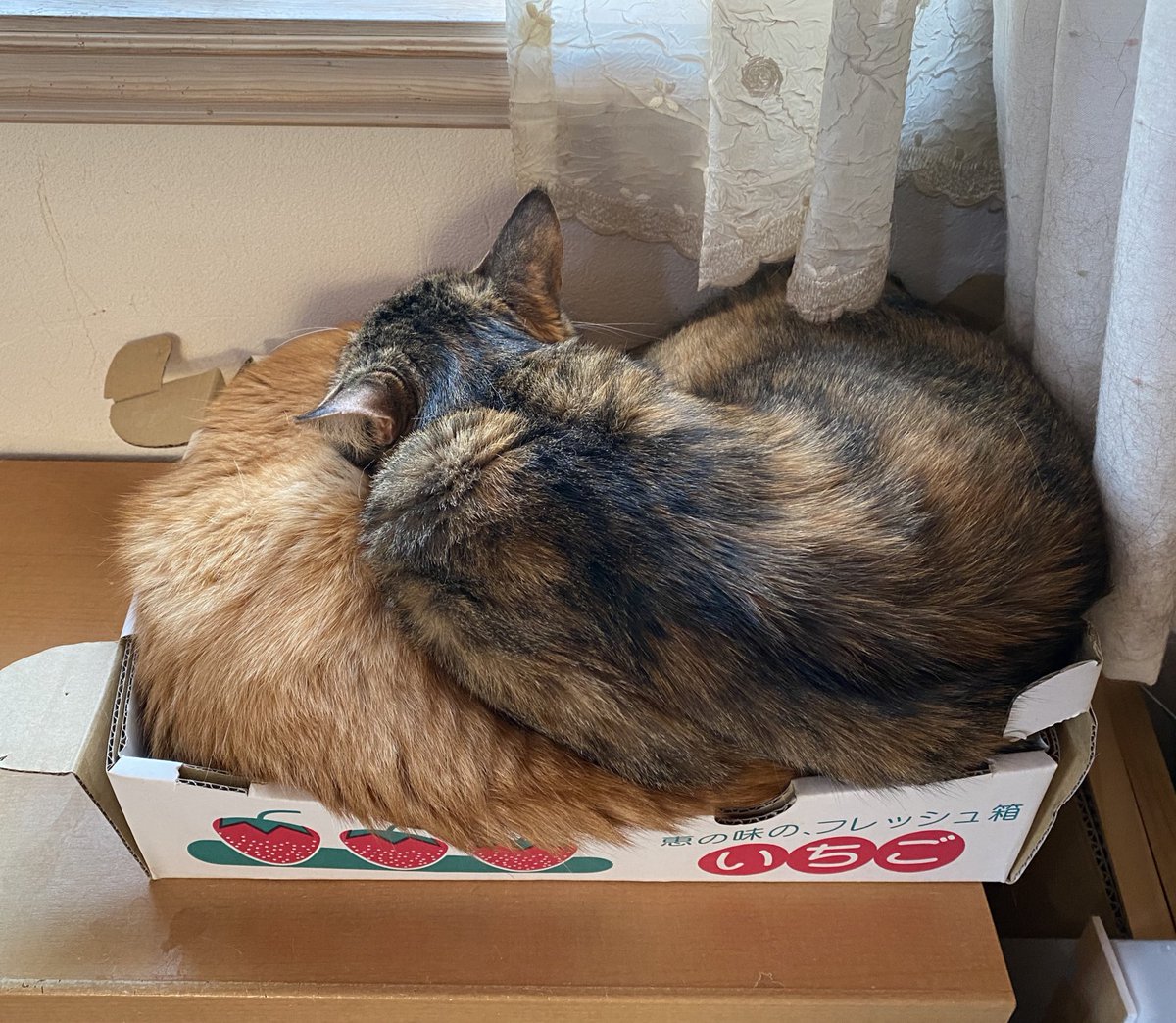 にゃっ展に出展します〜
私は初日の5月3日は会場に居る予定です。
良かったら遊びに来て下さいね。

「にゃっ展2025 in 宮城・多賀城市文化センター」
猫が大好きな作家たちの作品販売と展示会+啓発活動
2025年5月3日〜5月5日　10:00〜17:00
会場
◼︎多賀城市文化センター

#月魚ひろこ
#にゃっ展