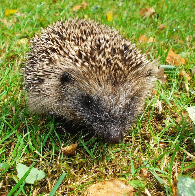 CambStreetScene (@cambstreetscene) on Twitter photo Appointments are available for #Cambridge residents for creation of #hedgehog holes!
Our #CommunityEngagement team are available during weekdays and at the weekends!
Contact sosvolunteers@cambridge.gov.uk if you'd like a hole in your garden fence!
๐ฆ #HedgehogHoles Appointments are available for #Cambridge residents for creation of #hedgehog holes!
Our #CommunityEngagement team are available during weekdays and at the weekends!
Contact sosvolunteers@cambridge.gov.uk if you'd like a hole in your garden fence!
๐ฆ #HedgehogHoles