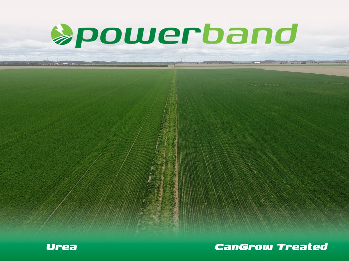 Powerband gets the job done! Optimum nutrient efficiency and convenience. Check out the difference between Urea (left) and our PowerBand (right).
✔️ Contains 100% plant-available sulfur
✔️ Contains BioLiNE Gold fulvic acid for maximum uptake
✔️ Can be customized with CanGrow