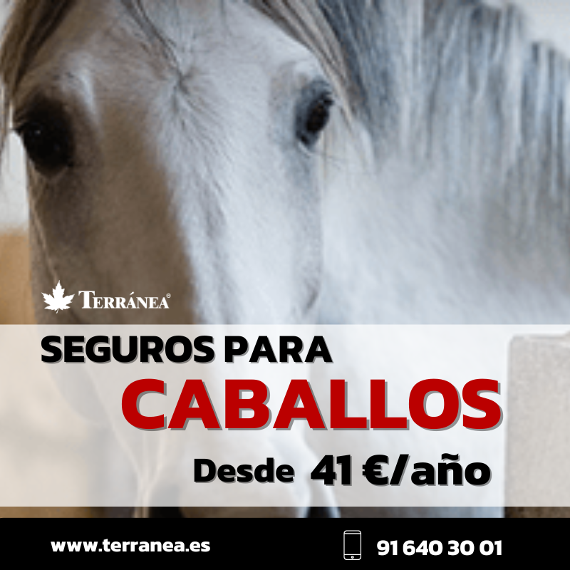Terránea Ecuestre - Seguros para Caballos tweet media