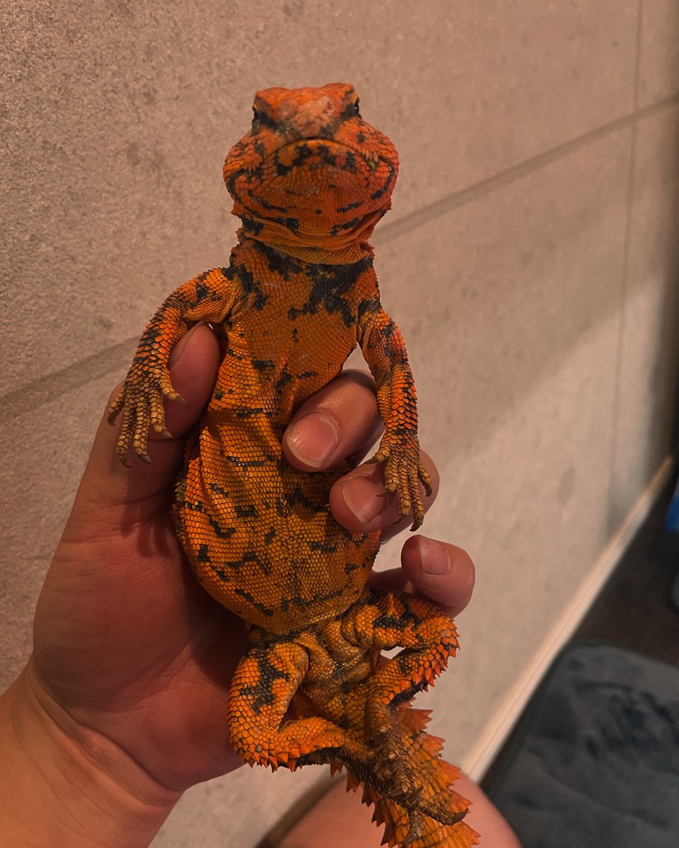 chi2222333356's tweet photo. 鼻塩くんです👃🧂

#トゲオアガマ
#ゲイリートゲオアガマ https://t.co/vTNpqHFCyI