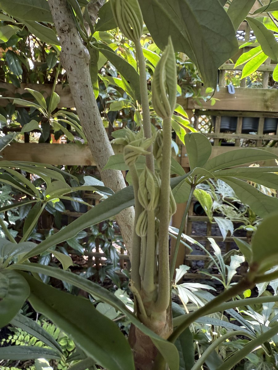 It's that time of year when the Schefflera are flushing, these are "nova", alpina, taiwaniana &amp; rhododendrifolia.