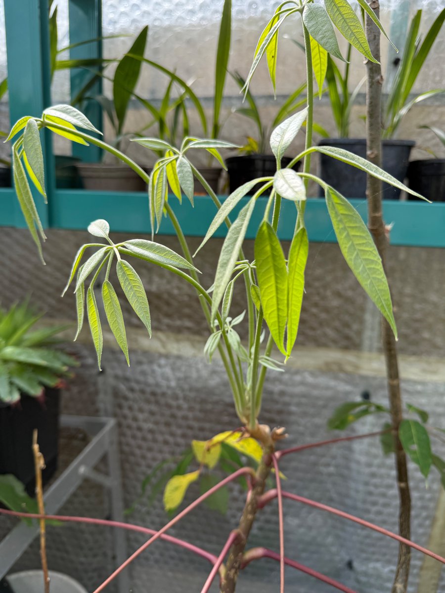 More emerging Schefflera, macrophylla, delavayi &amp; enneaphylla.