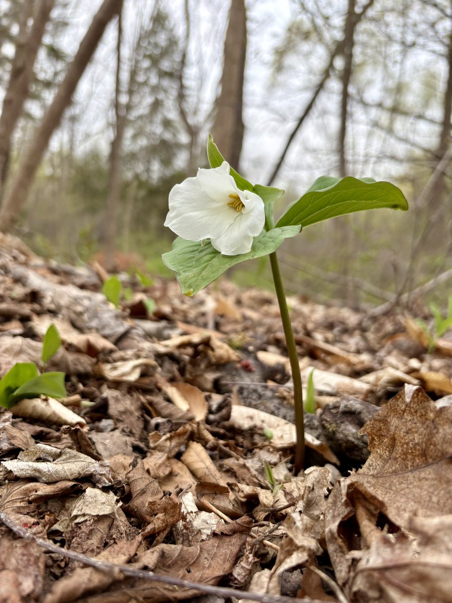 Robert McLeman (@rmcleman) on Twitter photo First trillium in bloom this spring in my local forest, so far as I could observe. Waterloo county. First trillium in bloom this spring in my local forest, so far as I could observe. Waterloo county.