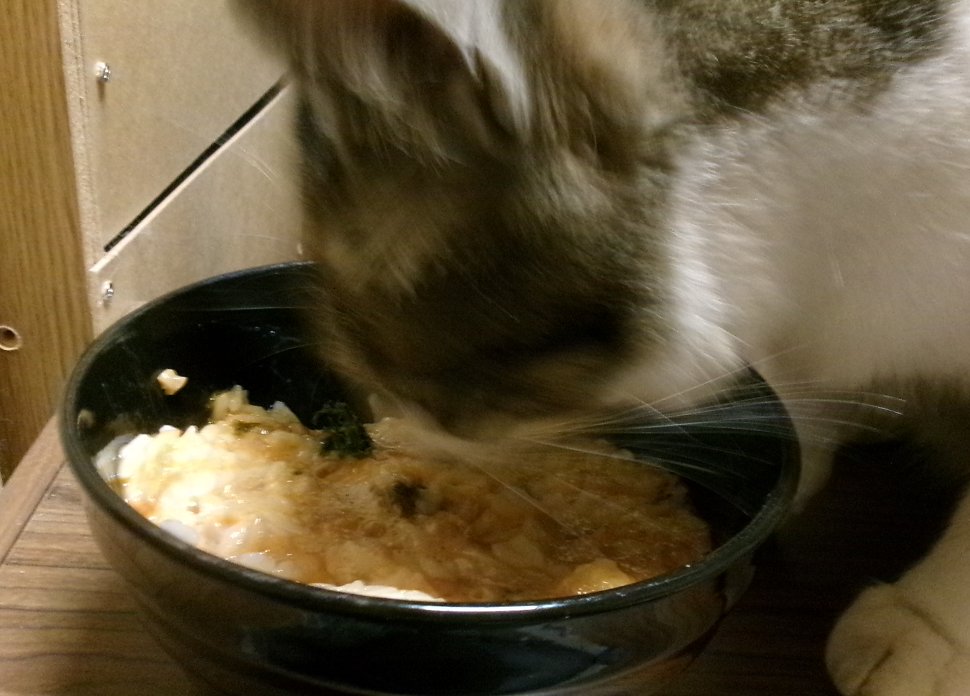 xxxadeht13's tweet photo. キムチ納豆ごはんをメチャ喰べるこはくくん🐱
生たまごに反応してるのか・・・❓ https://t.co/qgJORCIOqQ