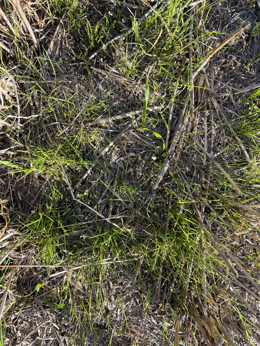 The ryegrass germination west of Esperance is one of the best I have seen in many years. Feels like the 21/22 big years seed set has finally made a it’s way through. Bodes well to have a little less pressure on the pre ems this year 👌🏻