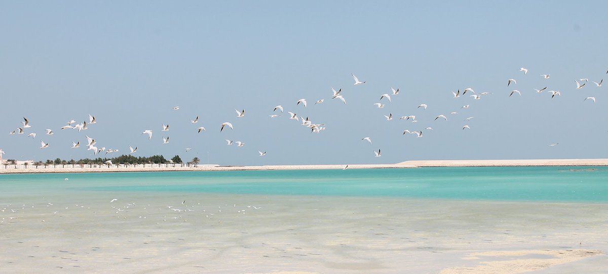 أحب طيور تشرينِ .. تسـافر حيثما شـاءت 
و تأخذُ في حقائبها بقايا الحقلِ من لوزٍ ومن تينِ 
أنا أيضاً أحب ّأكون .. مثـل طيورِ تشـرينِ 
أحــب أضيــع .. مثـل طيورِ تشـرينِ 
فحلو أن يضيع المـرء.. بيـن الحينِ و الحيـن
..
نزاريات
...