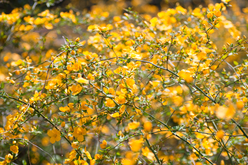 山吹や川面に浮かぶ風の紋
#kigo #俳句 #写真俳句