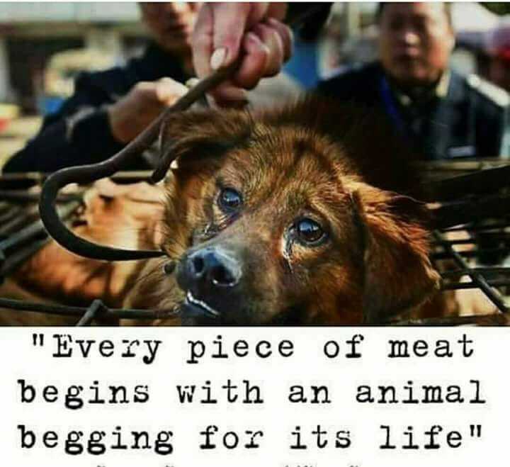 Ⓥ Vegan Activist Girl 🌱🐂🐟🐷🐒🐶🐺 (@vegan_girl_69) on Twitter photo 