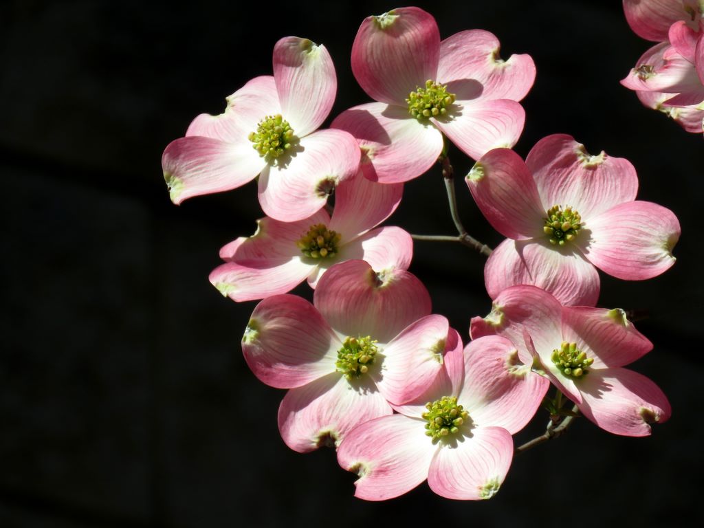 Photos of the Day
Dogwood blossoms - Fr. Brian Cavanaugh
Whitehouse Farm Tulips in Canfield - Debbie Artman
Tappan Lake sunset - Dora Hopkins 
wtov9.com/chimein