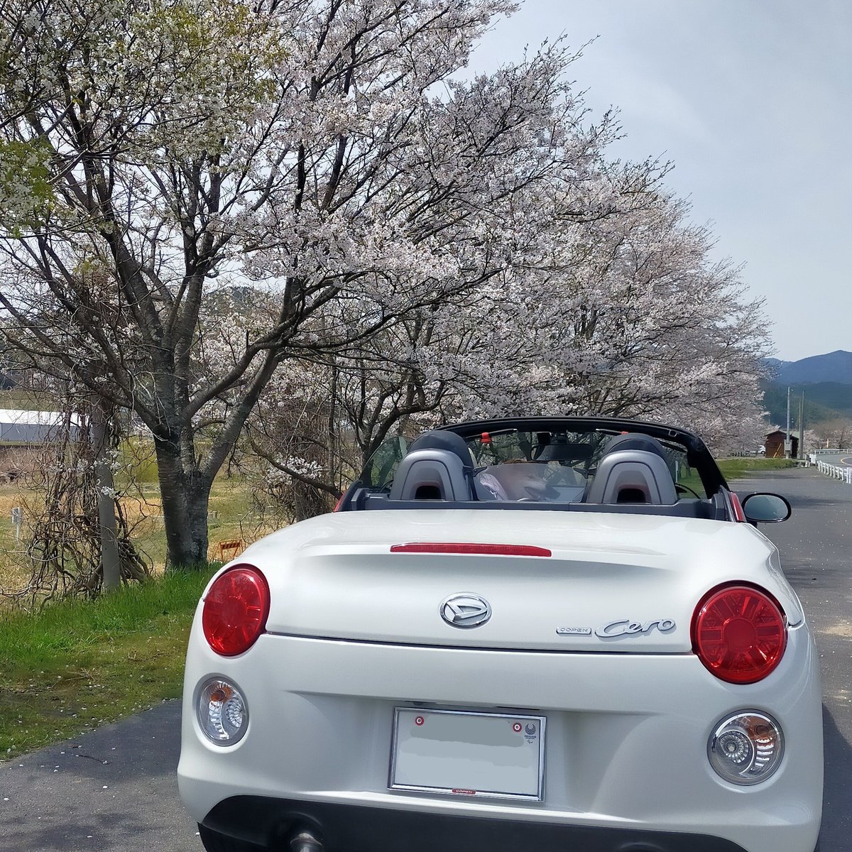 keivh's tweet photo. コペンとほたると桜
#コペン　#LA400K　#柴犬　#柴犬ほたる　#桜　#岩井畝の大桜　#ドライブ https://t.co/mJJrfjPcJp