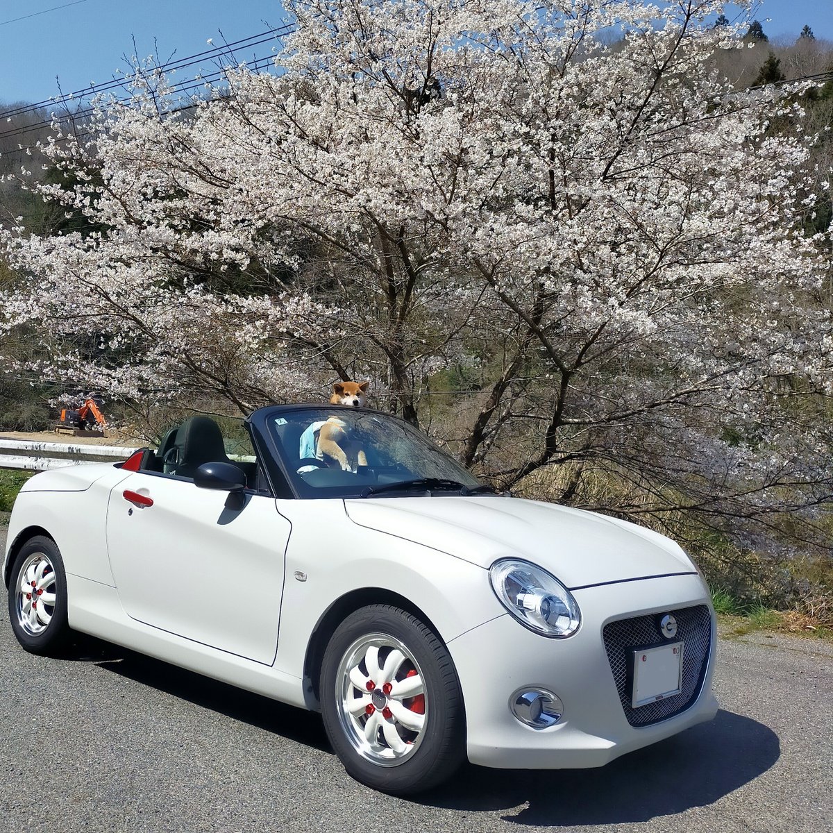 keivh's tweet photo. コペンとほたると桜
#コペン　#LA400K　#柴犬　#柴犬ほたる　#桜　#岩井畝の大桜　#ドライブ https://t.co/mJJrfjPcJp