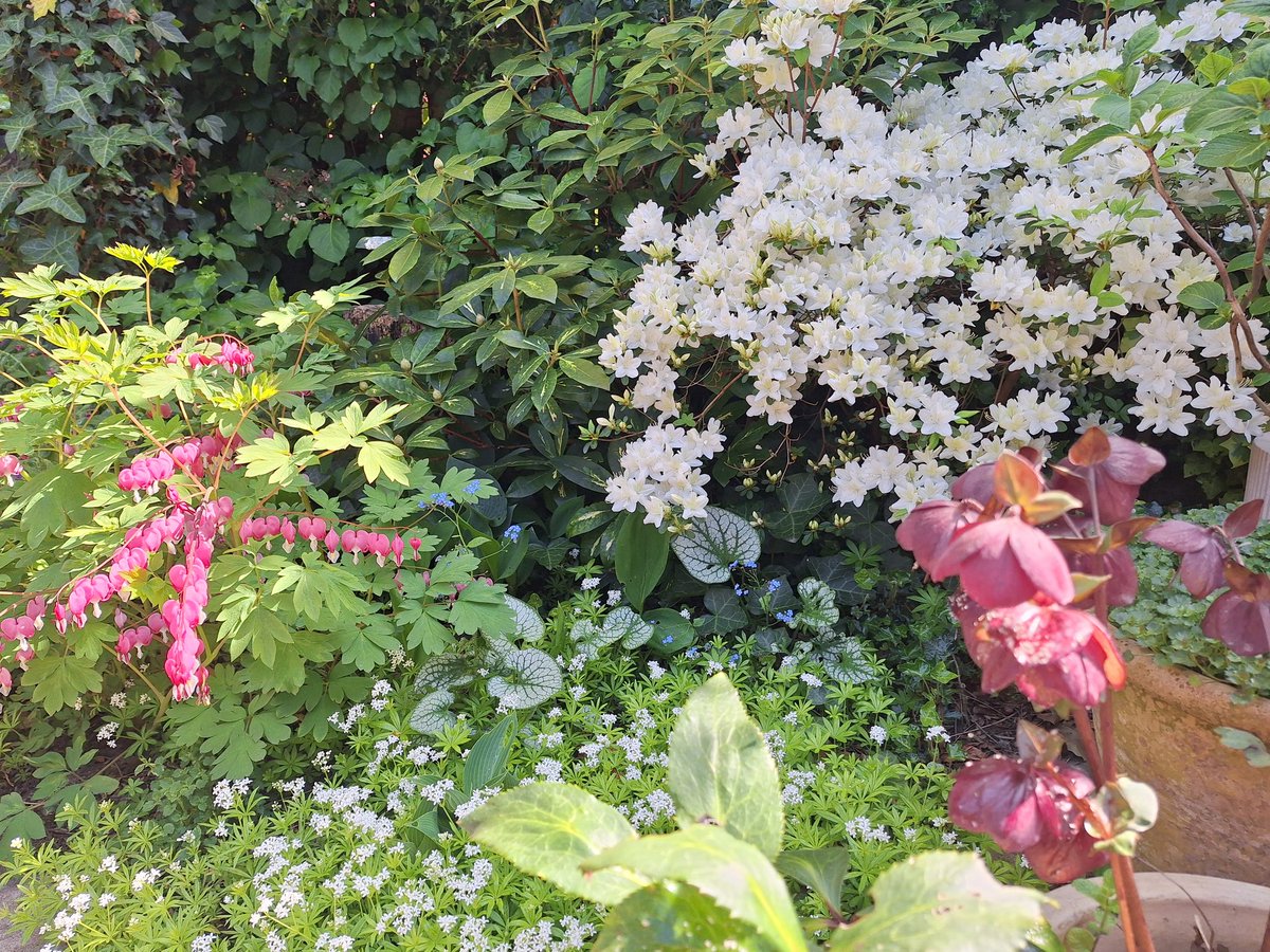 Liselotvdm's tweet image. Ik geniet zo van mijn tuintje dit jaar. Zelfs het schaduwstuk onder de boom is mooi bedekt.