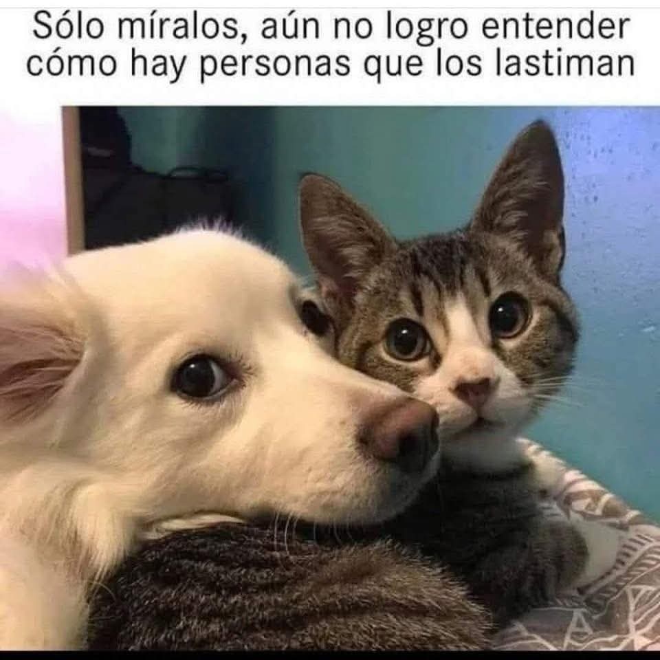 Uriel (@uriel66689314) on Twitter photo Feliz miércoles! <a href="/nydiacervera/">Nydia Cervera</a> <a href="/Marilu86053/">Marilú 💕🐘🐘🐘💕 🇲🇽</a> <a href="/addy_pink/">Pinky</a> <a href="/U_PLATEROS/">UH Plateros</a> <a href="/antymob/">Miss Anty Mobarak</a> <a href="/mtz_tt/">B€TT¥ ツ</a> <a href="/DaliaMRocha/">Yaya Rocha</a> <a href="/EYACAR65/">EYA</a> <a href="/EsEstra/">A L I 🐾</a> <a href="/lasaguis/">lasg</a> <a href="/LETICIA777/">LETICIA TORRES</a> <a href="/Negra_start/">Ⓝⓔⓖⓡⓐ</a> <a href="/JohannaLizalde/">Johanna Lizalde</a> <a href="/rumabo1/">Pata perruna 🐾🐾</a> <a href="/MARLENE_STAHL/">MARLENE 🦋</a> <a href="/Hera_Sea/">★ FRECDA, CAPÍTULO SAN LUIS POTOSÍ</a> <a href="/Vivalyk/">♓⭐🍒 Bárbariux 🍒⭐❤&💫</a> <a href="/akyoshi09/">Fabiola</a> <a href="/hidra881/">Teresa Velazquez Rodriguez</a> <a href="/duky1107/">Claudia</a> @Pip <a href="/CasLaaU/">Soy Lau. 💜🍉</a> <a href="/MxActivista/">🐾ActivistaMX🌎</a> <a href="/1pantonio/">Antonio Palacios ¡Las mujeres no tienen pene!</a> Feliz miércoles! <a href="/nydiacervera/">Nydia Cervera</a> <a href="/Marilu86053/">Marilú 💕🐘🐘🐘💕 🇲🇽</a> <a href="/addy_pink/">Pinky</a> <a href="/U_PLATEROS/">UH Plateros</a> <a href="/antymob/">Miss Anty Mobarak</a> <a href="/mtz_tt/">B€TT¥ ツ</a> <a href="/DaliaMRocha/">Yaya Rocha</a> <a href="/EYACAR65/">EYA</a> <a href="/EsEstra/">A L I 🐾</a> <a href="/lasaguis/">lasg</a> <a href="/LETICIA777/">LETICIA TORRES</a> <a href="/Negra_start/">Ⓝⓔⓖⓡⓐ</a> <a href="/JohannaLizalde/">Johanna Lizalde</a> <a href="/rumabo1/">Pata perruna 🐾🐾</a> <a href="/MARLENE_STAHL/">MARLENE 🦋</a> <a href="/Hera_Sea/">★ FRECDA, CAPÍTULO SAN LUIS POTOSÍ</a> <a href="/Vivalyk/">♓⭐🍒 Bárbariux 🍒⭐❤&💫</a> <a href="/akyoshi09/">Fabiola</a> <a href="/hidra881/">Teresa Velazquez Rodriguez</a> <a href="/duky1107/">Claudia</a> @Pip <a href="/CasLaaU/">Soy Lau. 💜🍉</a> <a href="/MxActivista/">🐾ActivistaMX🌎</a> <a href="/1pantonio/">Antonio Palacios ¡Las mujeres no tienen pene!</a>