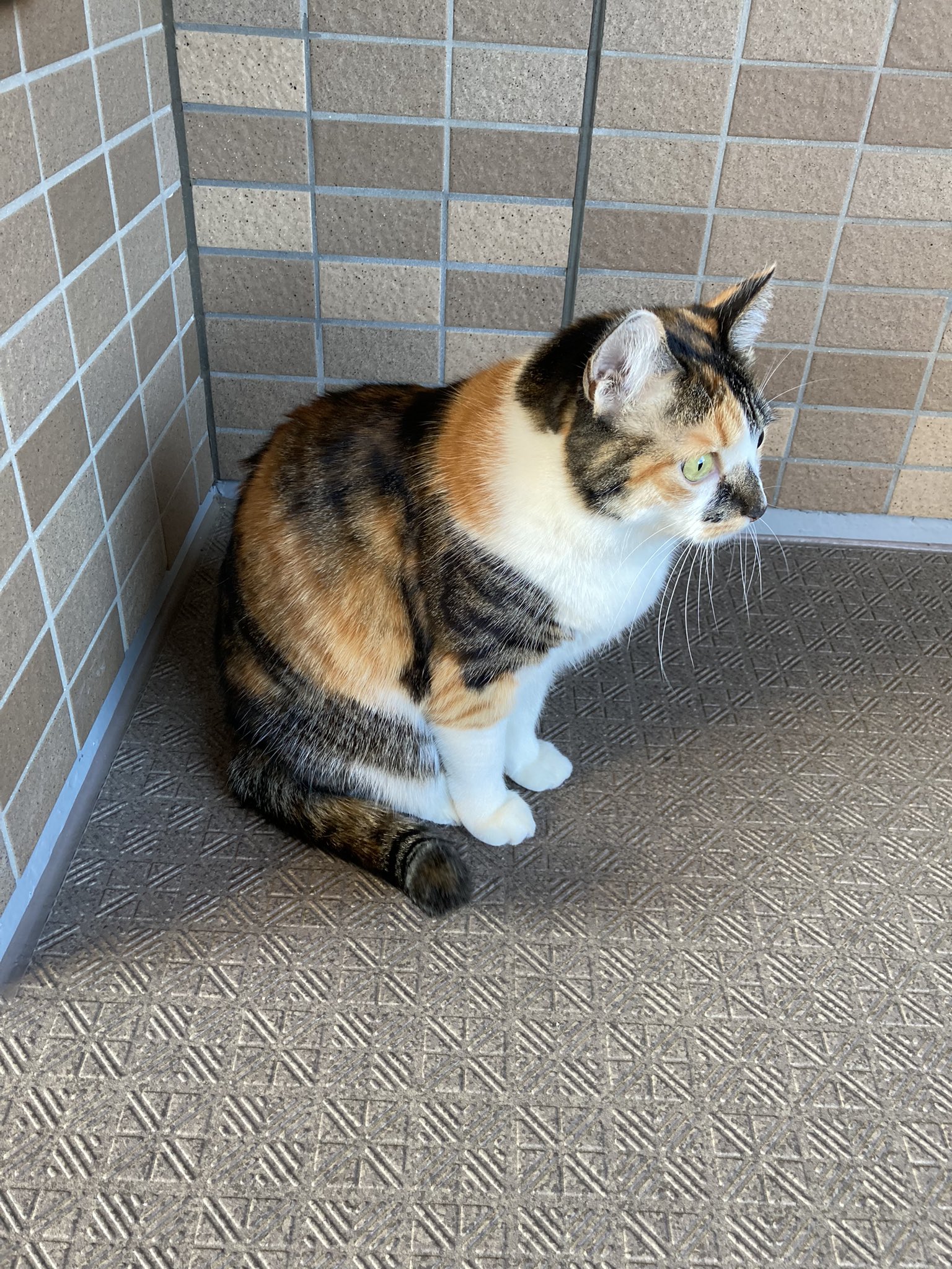 じゃむ猫 on X: じゃむ猫 on X: