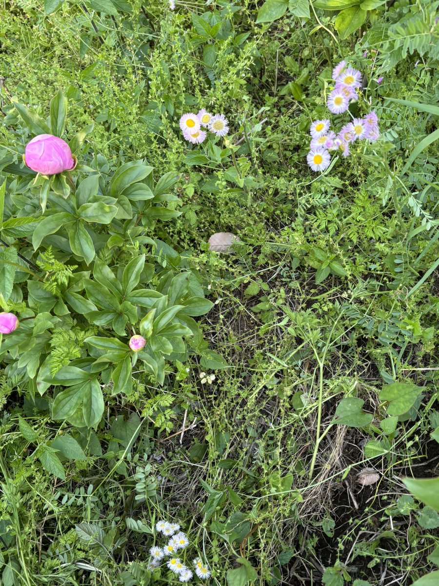 keikolani's tweet photo. 草だらけで終わらない花壇のお世話
へとへとだなぁと
芍薬の蕾が色づいて、元気いただきました https://t.co/eFkRdHhlyX
