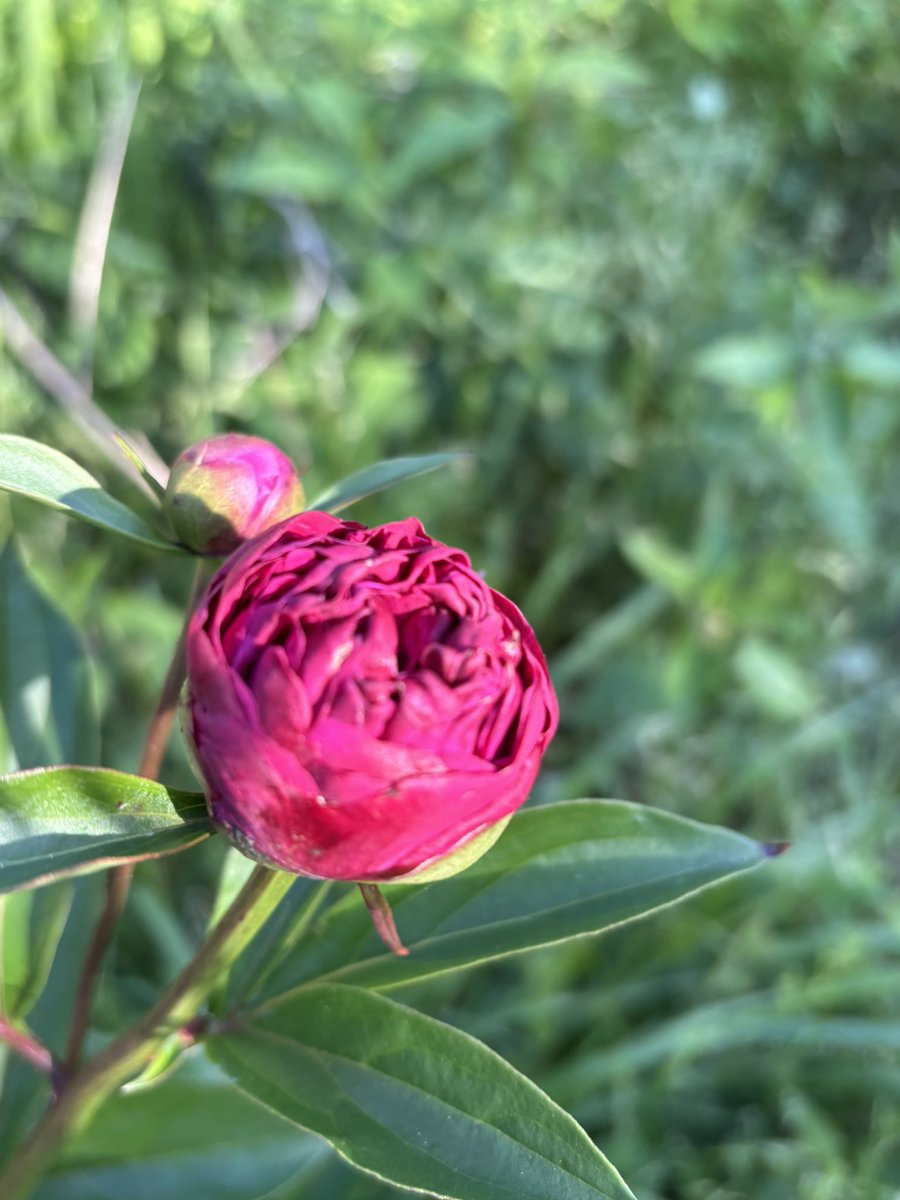 keikolani's tweet photo. 草だらけで終わらない花壇のお世話
へとへとだなぁと
芍薬の蕾が色づいて、元気いただきました https://t.co/eFkRdHhlyX