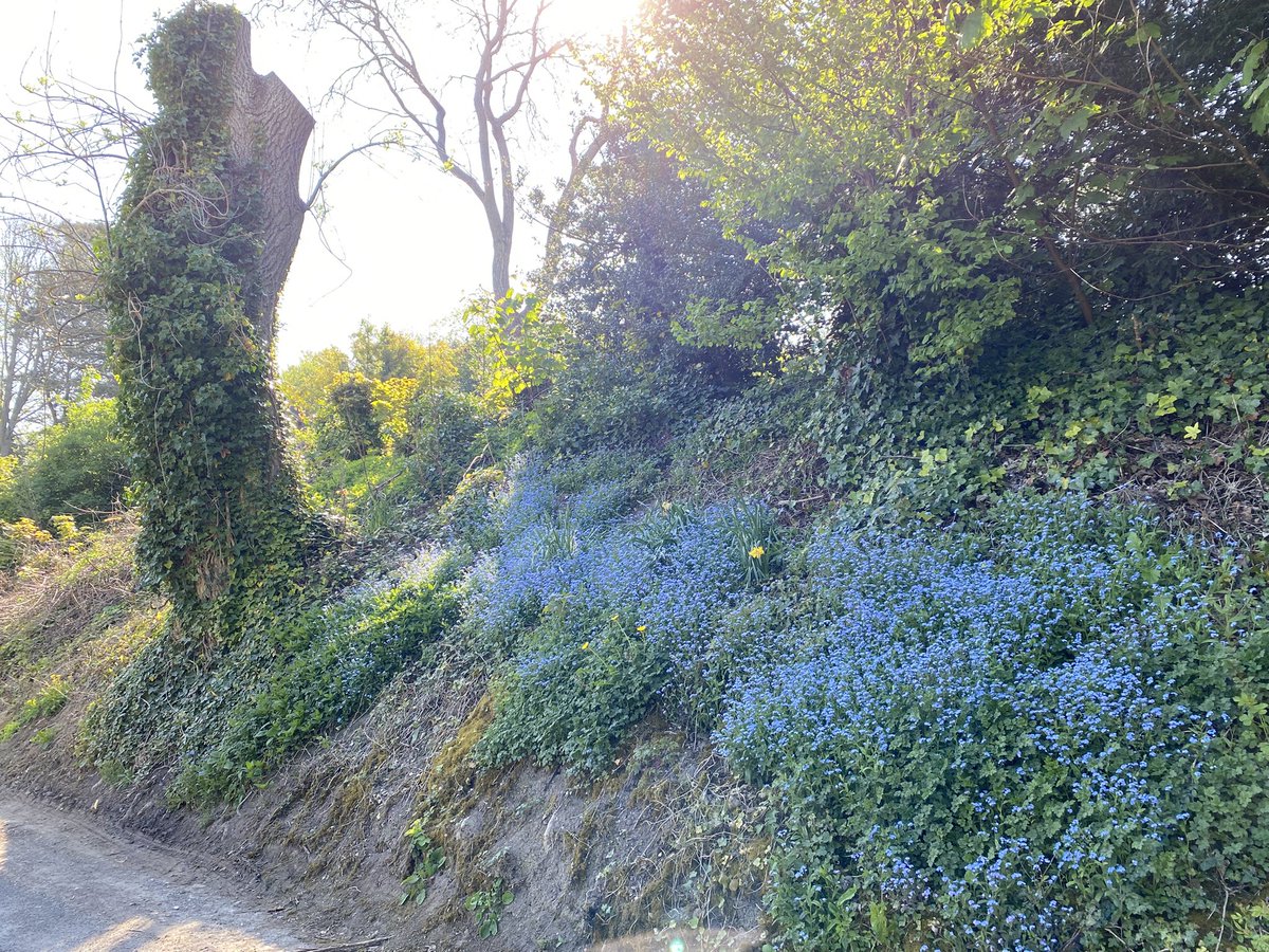 An unusual foray into the Forest School run yesterday morning, meaning I started day 364 of #365DaysWild with glorious views near &amp; far! It was really lovely &amp; special to be out there sending the bean off on woodland #WildBeanAdventures. Extra wandering for me to &amp; from the bus!