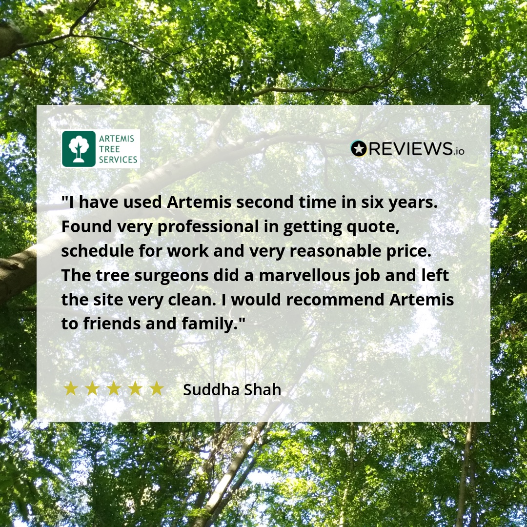 ArtemisTrees's tweet image. We love hearing from happy customers! 🌟
Another 5-star review, and we couldn’t be more grateful

Thank you for trusting us with your project – your feedback keeps us climbing higher! 💪🌳

#FiveStars #CustomerLove #TreeCareExperts #ThankYou #ArtemisTreeServices