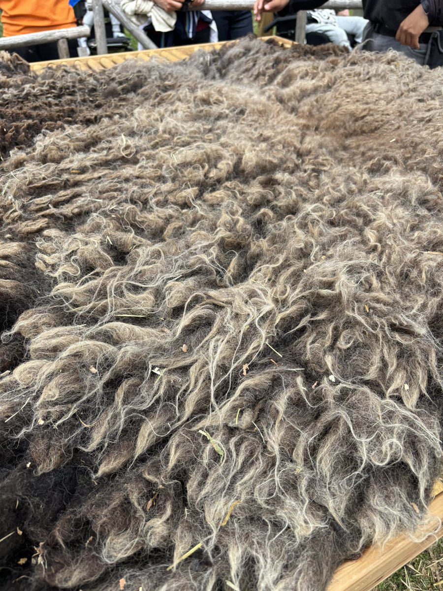 我が家の羊たちの毛刈りしてもらいました🩷
くま君の毛、不思議〜🤣
やった事ない変わった毛🤣
もう作りたい物決まってるから
楽しみ🩷🩷🩷