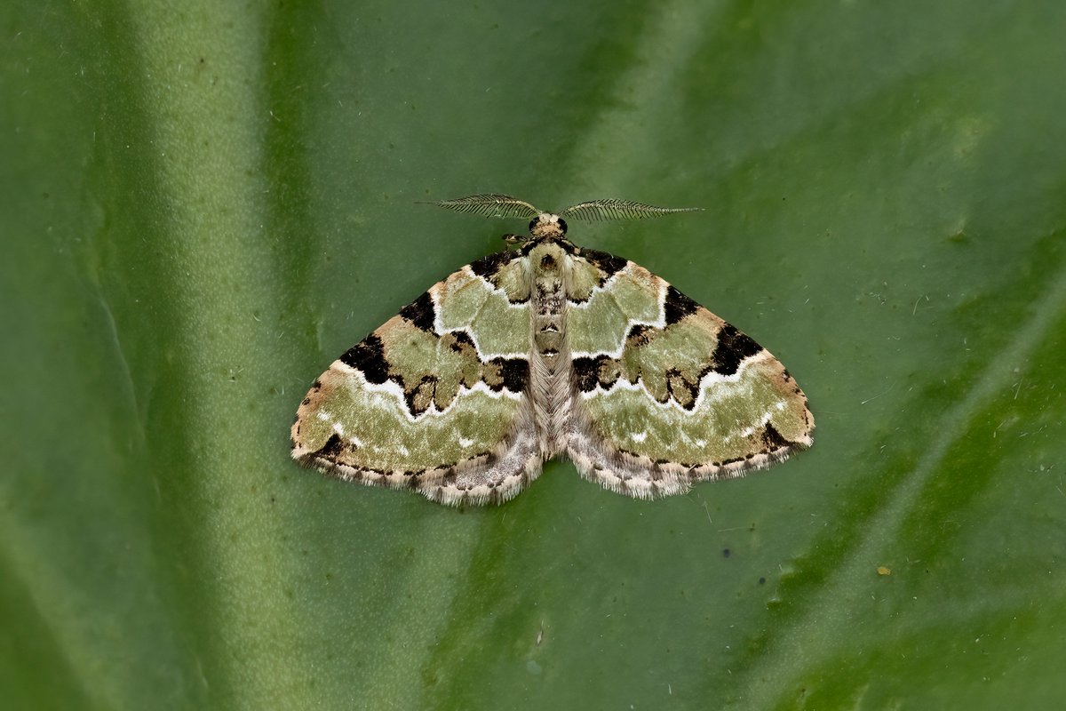 Burntisland 28th, 196/46. Record diversity night for April. Early Tooth-striped NFG. In addition to photos Iron Prom, Sandy Carpet, Lychnis, Brown Silver-line &amp; Garden Tiger (larva) were also NFY. Red Sword-grass very late. Record counts of hexadactyla 15 &amp; Least Black Arches 10