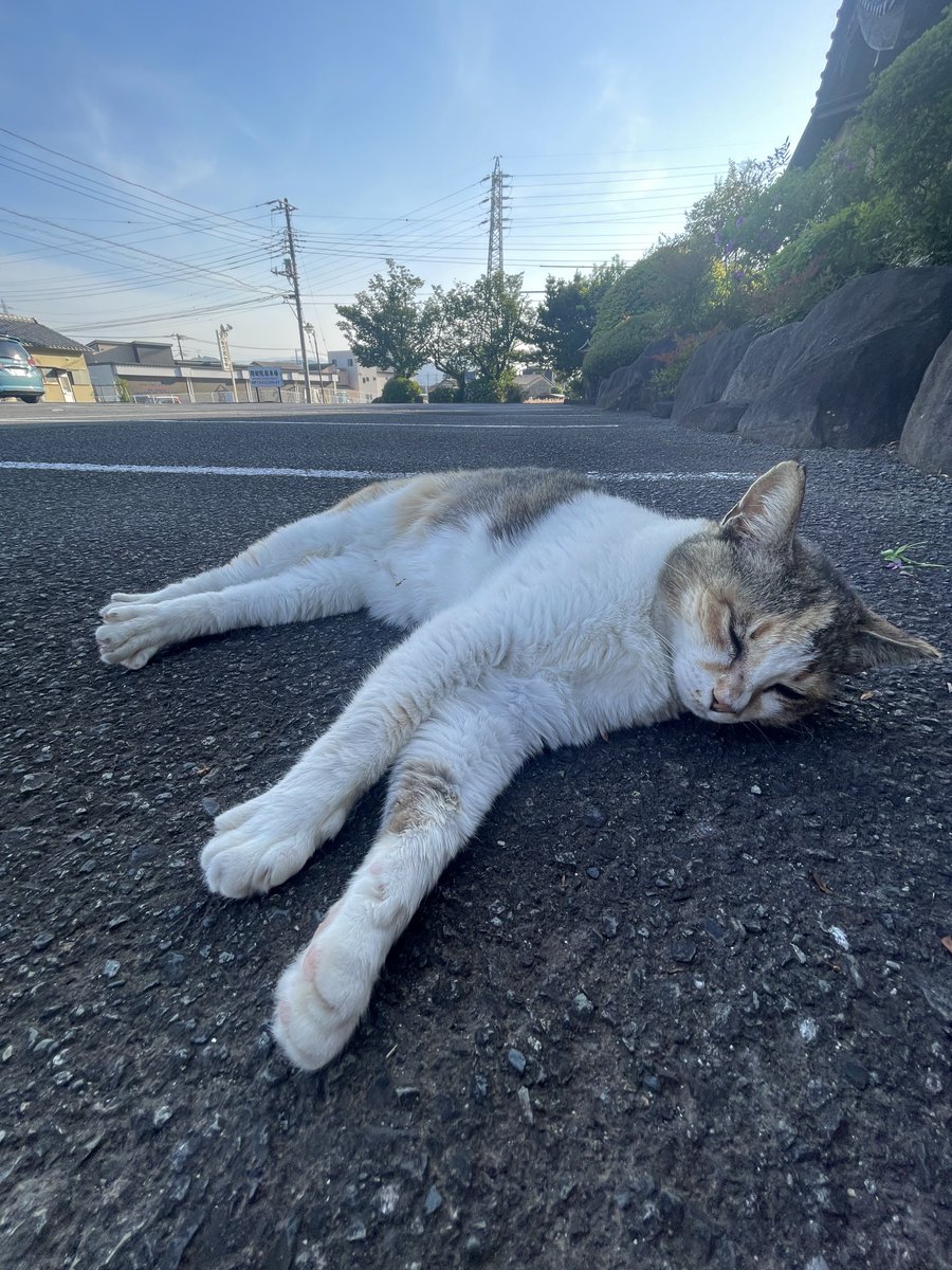 kaidenin's tweet photo. 5月のペット火葬のお休みは平日友引の2日（金）8日（木）14日（水）20日（火）26日（月）30日（金）になりますのでよろしくお願いします。 https://t.co/gE21d2gqGy