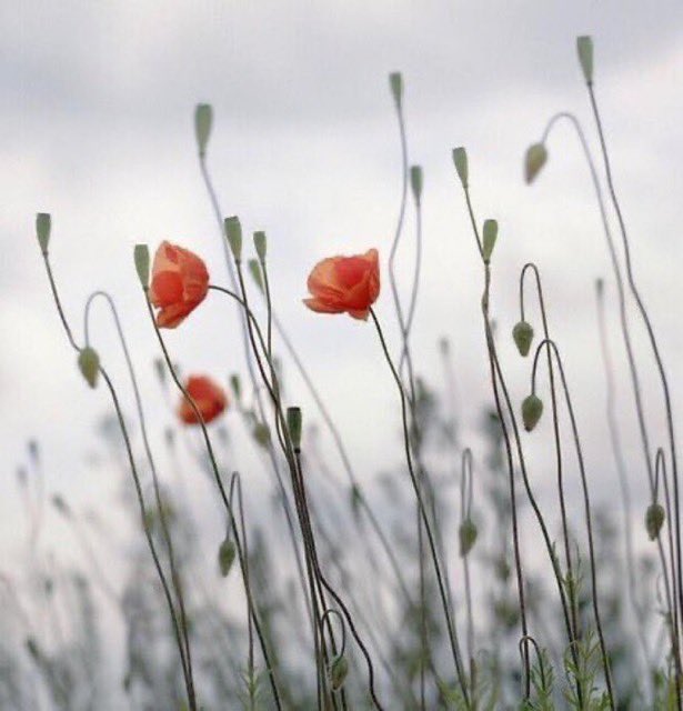 What comes will go
what is lost 
be found again.
What you are
is beyond coming or going 
beyond comprehension~

Rumi