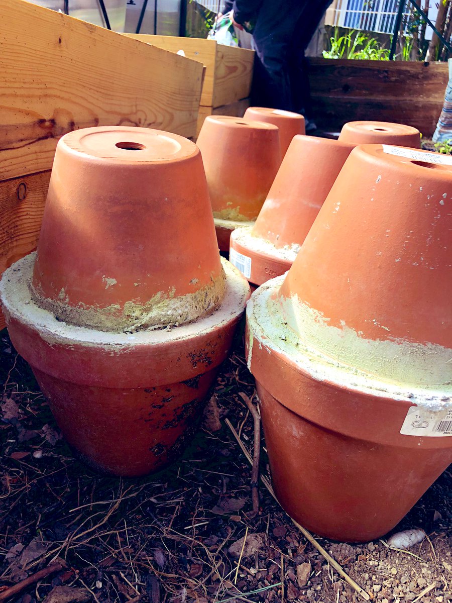 Clg_Ferry13_EDD's tweet photo. Des nouvelles du jardin du collège !
Cette semaine, récolte généreuse : fèves, fenouils, choux-raves, choux-fleurs et salades ! On a aussi mis en terre des oyas pour mieux arroser. Bravo aux élèves jardiniers ! #JardinPédagogique #CollègeVert #Récolte https://t.co/volp7I33l4
