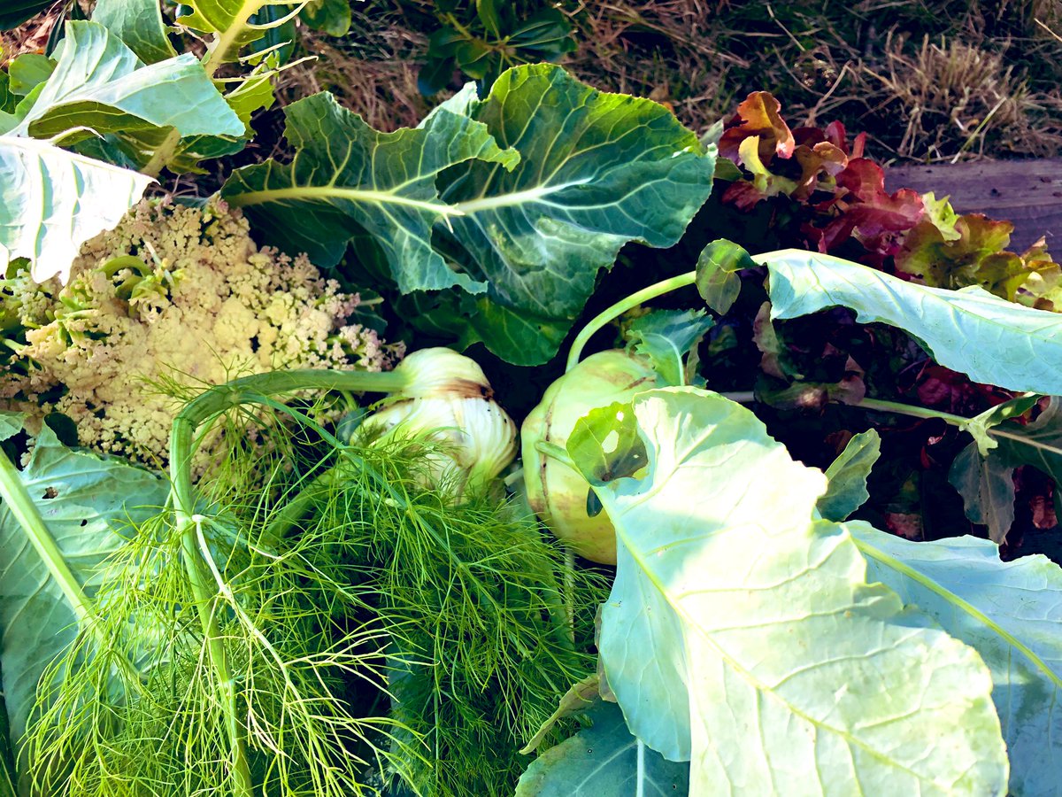Clg_Ferry13_EDD's tweet photo. Des nouvelles du jardin du collège !
Cette semaine, récolte généreuse : fèves, fenouils, choux-raves, choux-fleurs et salades ! On a aussi mis en terre des oyas pour mieux arroser. Bravo aux élèves jardiniers ! #JardinPédagogique #CollègeVert #Récolte https://t.co/volp7I33l4
